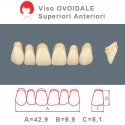 Denti Resina Anteriori Superiori - viso Ovoidale 33