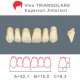 Denti Resina Anteriori Superiori - viso Triangolare 15