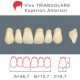 Denti Resina Anteriori Superiori - viso Triangolare 18
