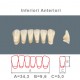 Denti Resina Anteriori Inferiori - 06