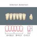 Denti Resina Anteriori Inferiori - 07