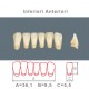 Denti Resina Anteriori Inferiori - 08