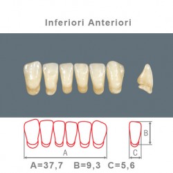 Denti Resina Anteriori Inferiori - 010