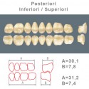 Denti Resina Posteriori Superiori-Inferiori - 70