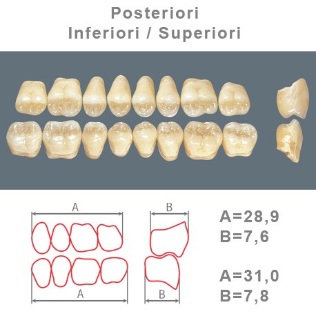 Denti Resina Posteriori Superiori-Inferiori - 74