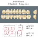 Denti Resina Posteriori Superiori-Inferiori - 74