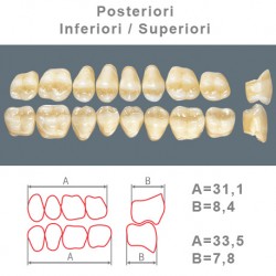 Denti Resina Posteriori Superiori-Inferiori - 76