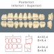 Denti Resina Posteriori Superiori-Inferiori - 80